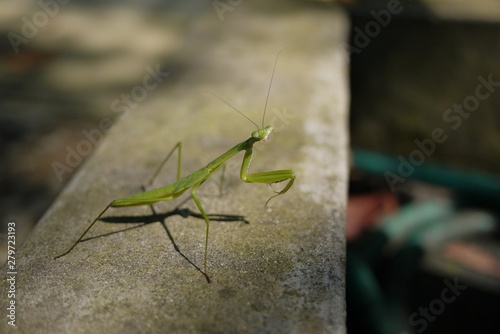 カマキリ余裕