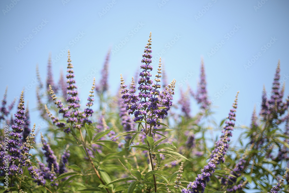 A bush full of organic lavender flowers with a blue sky in the background A bush full of organic lavender flowers with a blue sky in the background