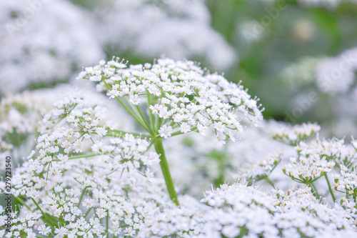 View of a meadow white flower of Goutweed or Aegopodium podagraria L.