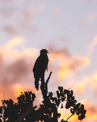 Bird of Prey silhouette