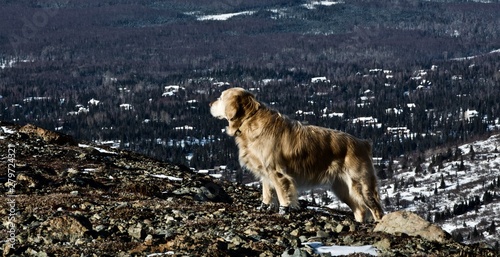 Dog on a mountain