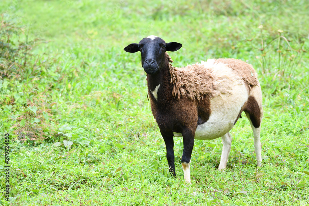 Fototapeta premium View of a black sheep standing