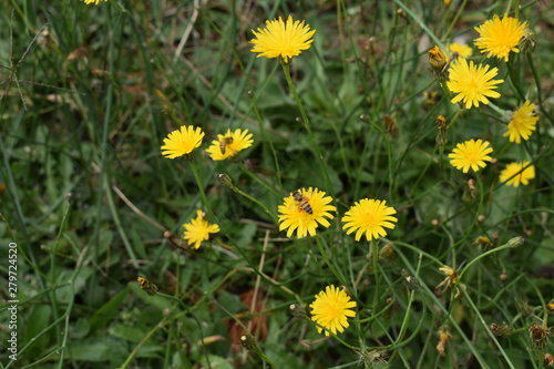 Flores amarillas