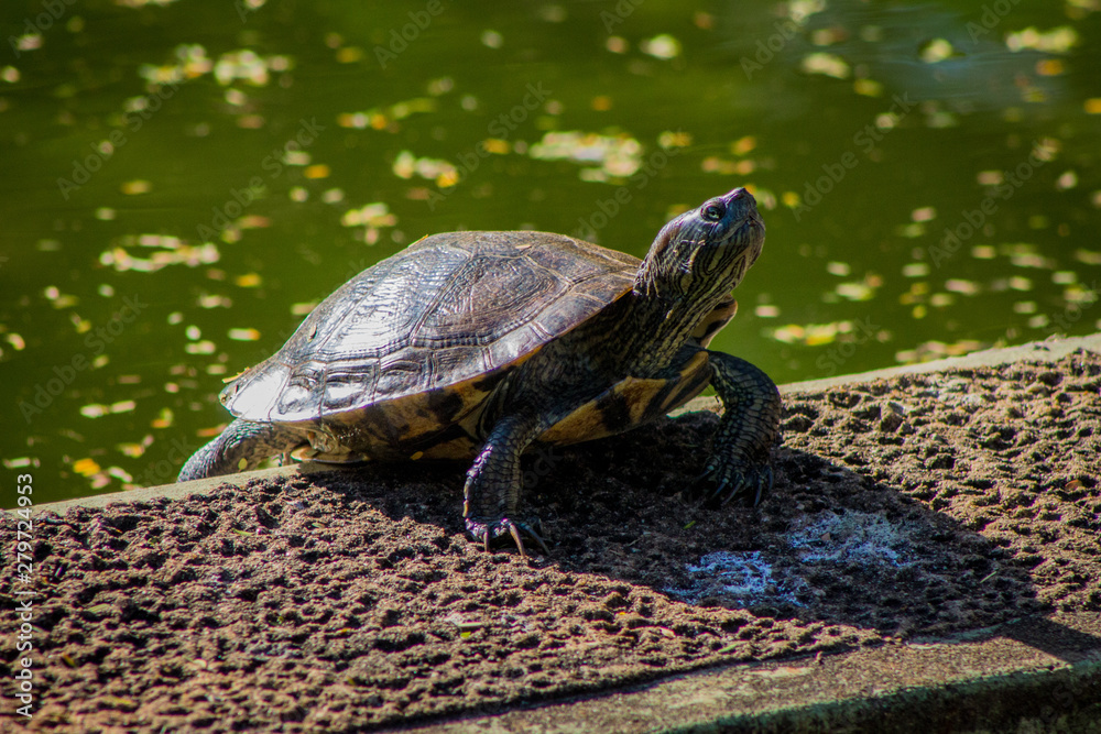 Fototapeta premium turtle on a rock