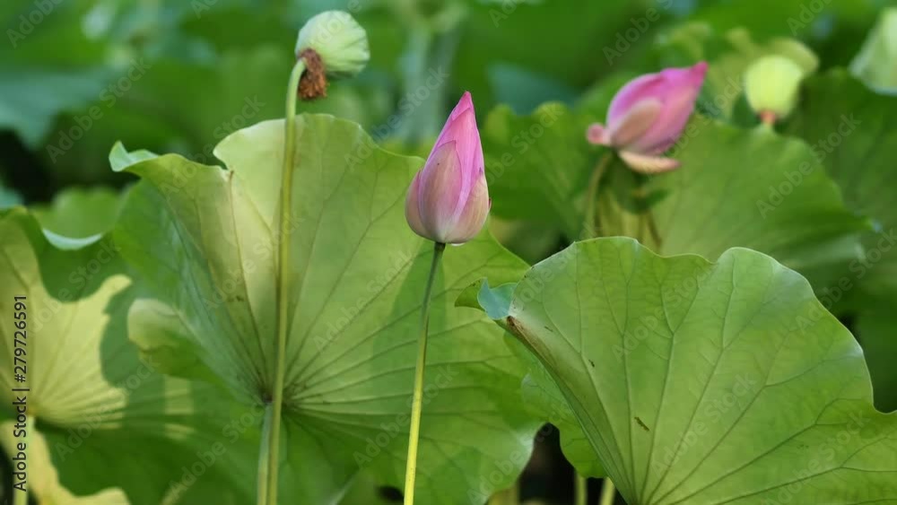 Beautiful pink lotus sway in sunny day, close up view, slow motion, 4k footage.