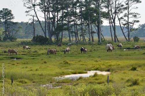 Wild horses on Assateague Island near Chincoteague, Virginia