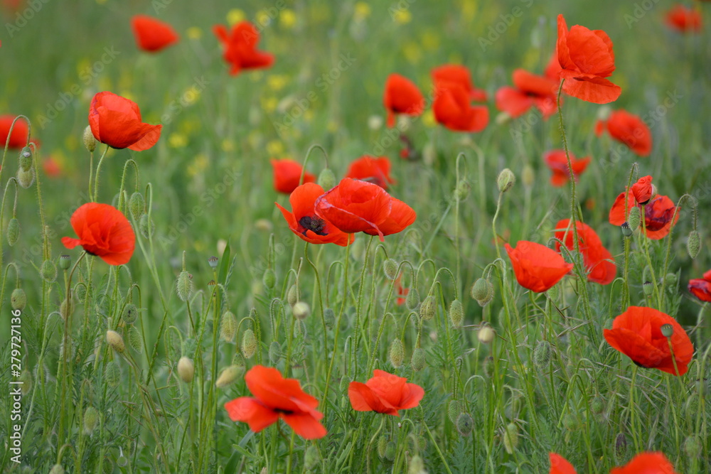 Obraz premium field of poppies