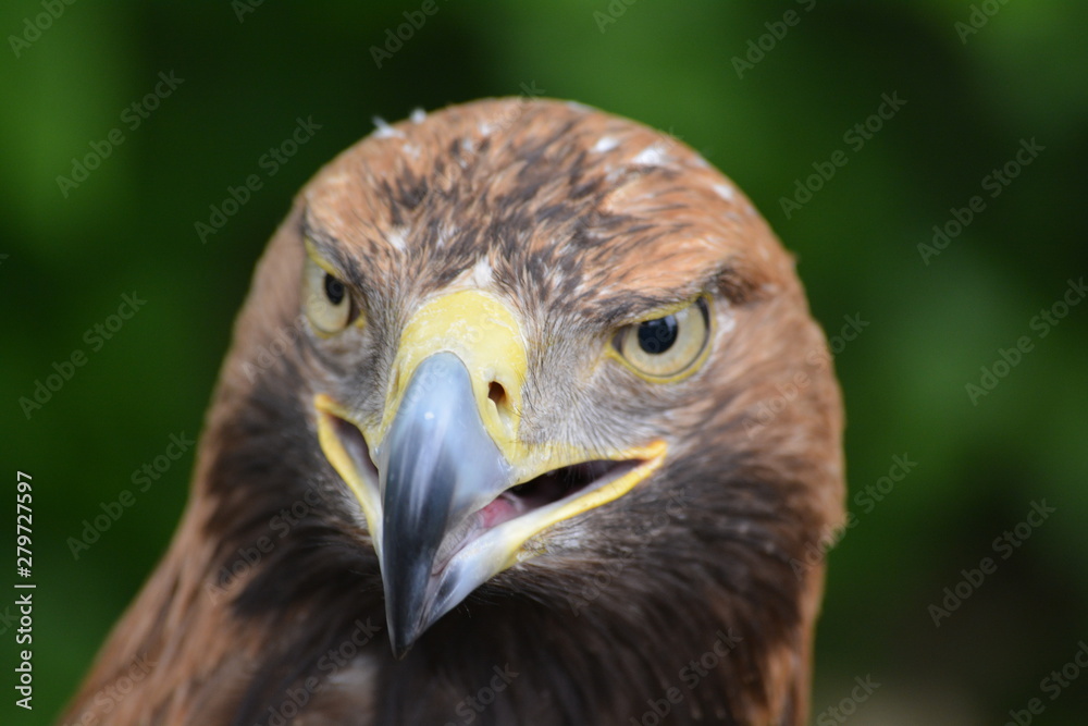 portrait of an eagle portrait of an eagle