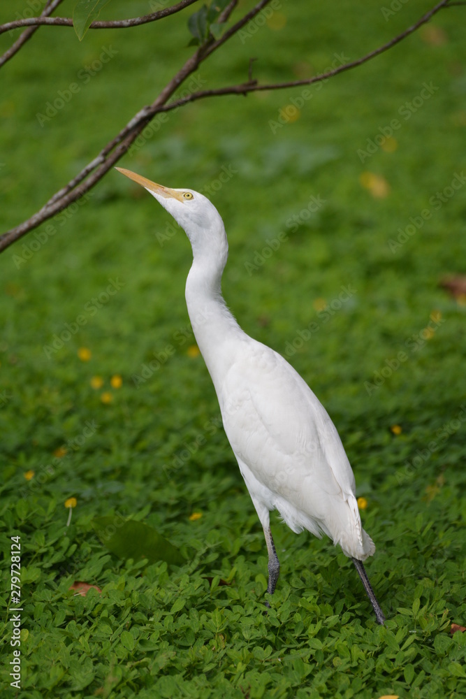 Fototapeta premium great blue heron