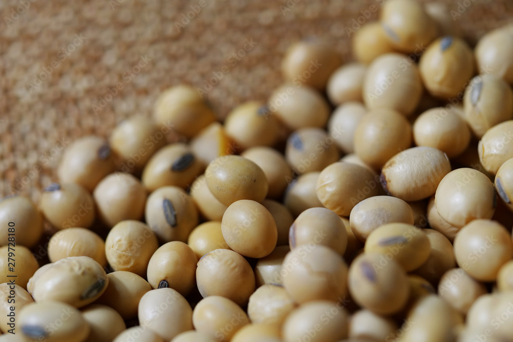 Close-up of soybean, dried soybeans Close-up of soybean, dried soybeans