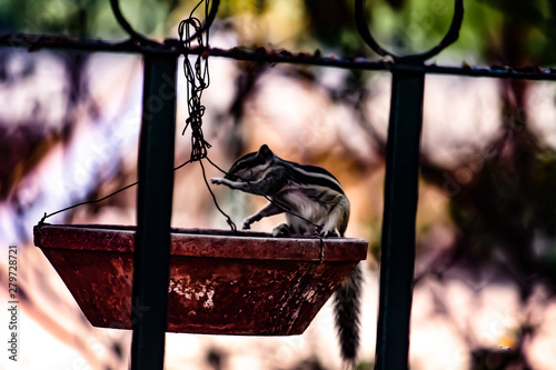 Northern palm squirrel photo