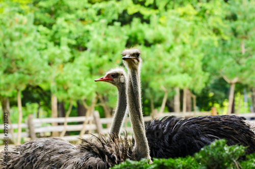 Ostrich's head in the garden