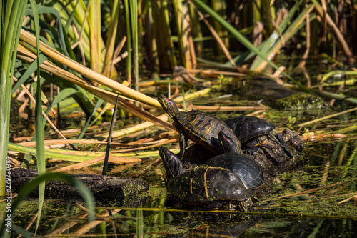 few turtles resting on the floating wood in the pond near tall green grasses enjoy some sun