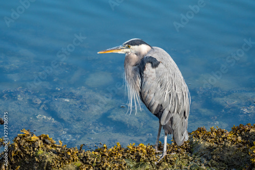 one great blue heron resting under the sun on the rocky shore line near the river on a sunny day