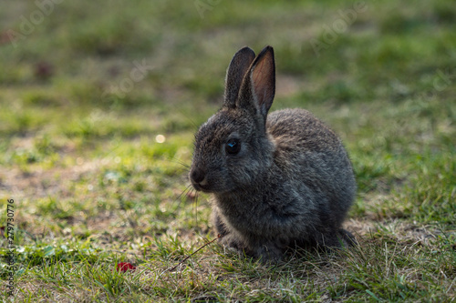 cute grey bunny with big eyes eating on grassy ground 