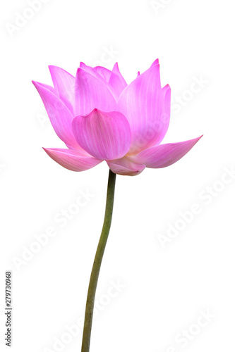 Pink lotus flower isolated on white background. Clipping path