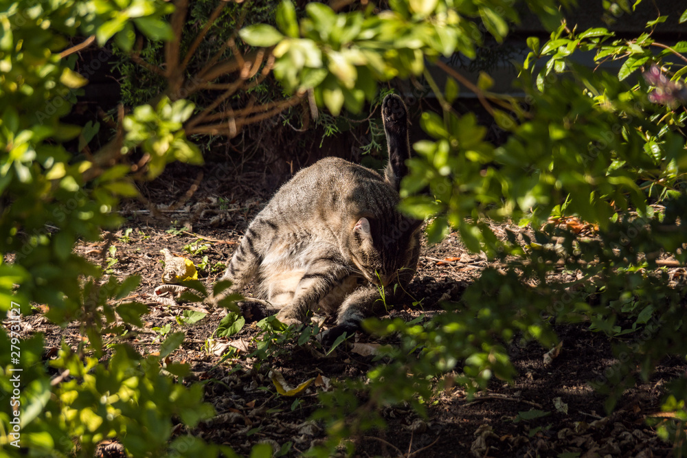 portrait of a cute brown wild cat sitting behind dense green bushes under the shade on a sunny day with its leg rise up and doing some cleaning portrait of a cute brown wild cat sitting behind dense green bushes under the shade on a sunny day with its leg rise up and doing some cleaning