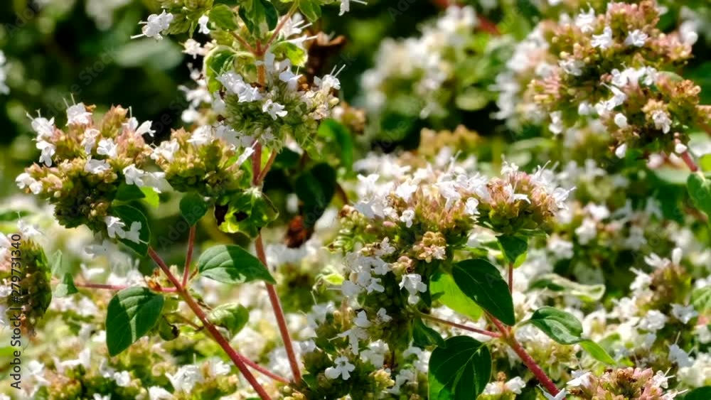 Beautiful white summer flower video sketching close-up shot on a bright sunny day captured using zoom and camera movement