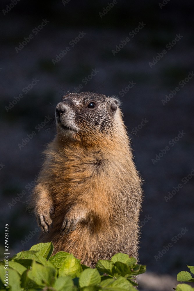 a close up portrait of a cute brown ground hog standing behind green leaves in the garden under the sun looking around a close up portrait of a cute brown ground hog standing behind green leaves in the garden under the sun looking around