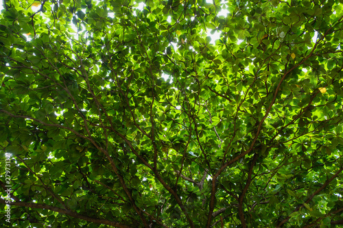 Bottom view of trees, branches, lush green leaves