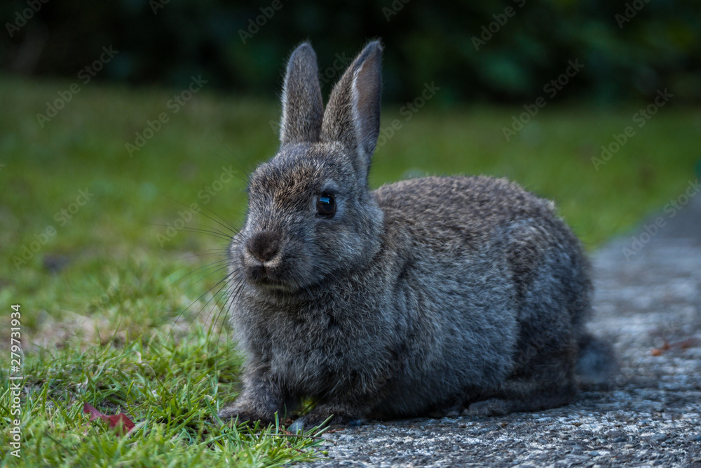 Fototapeta premium portrait of cute grey bunny laying on green grass field under the shade