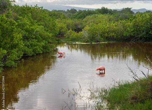 Flamingos in pond in Isabela Island of the Galapagos Islands