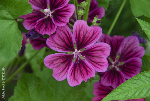 purple flower in the garden