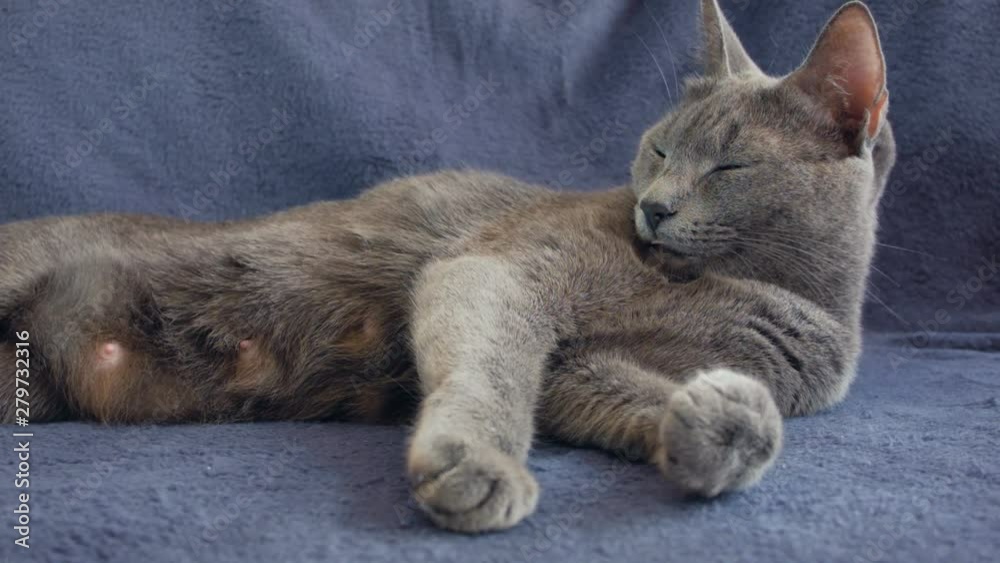 Close-up of a thoroughbred russian blue cat on a blue background. Recorded on Blackmagic camera in Raw format. Close-up of a thoroughbred russian blue cat on a blue background. Recorded on Blackmagic camera in Raw format.