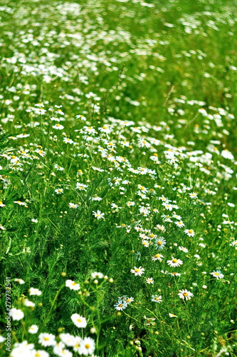 Green field and tilt lot of white daisy at summer sunny day. Vertical frame. Bokeh effect. Selective focus