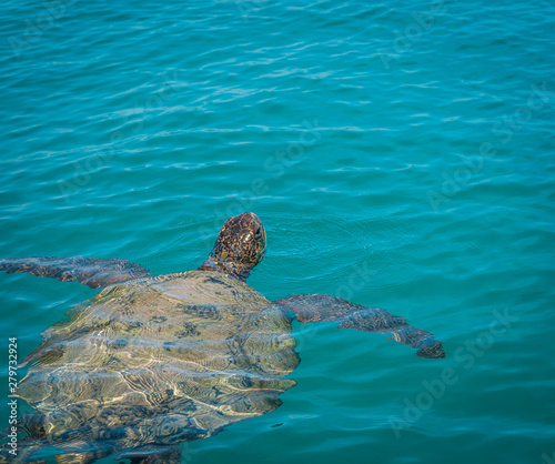 Sea turtle off of Isla Isabela of Galapagos Islands