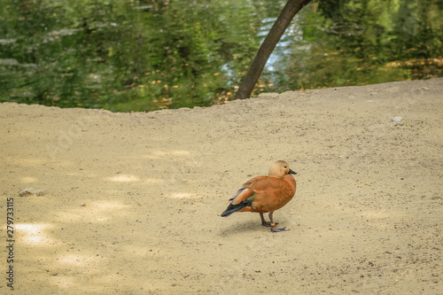 Beautiful duck with a mark on his leg on the sand near the pond. photo