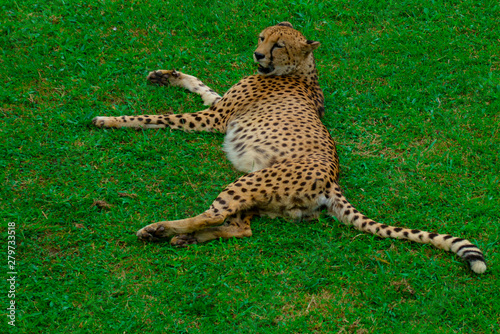 cheetah