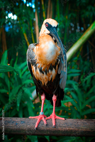 bird