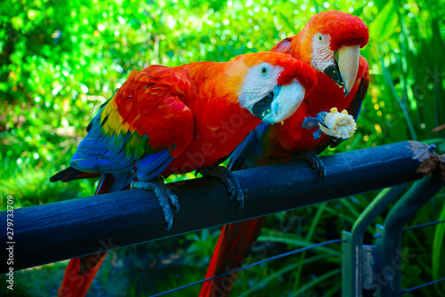macaw