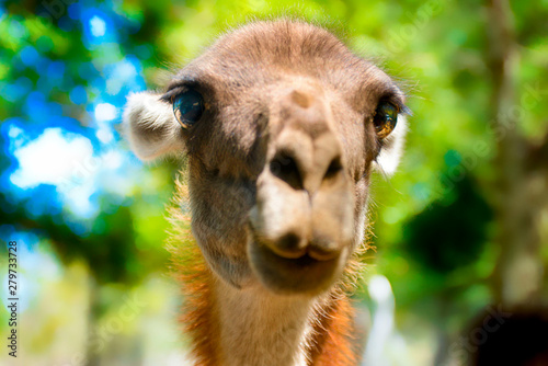llama