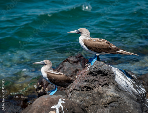 Blue-footed booby standing on rock in Galapagos Islands