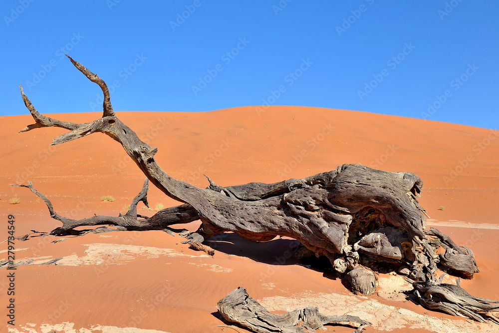 Dry tree roots on sand in the Namib desert. Sossusvlei.