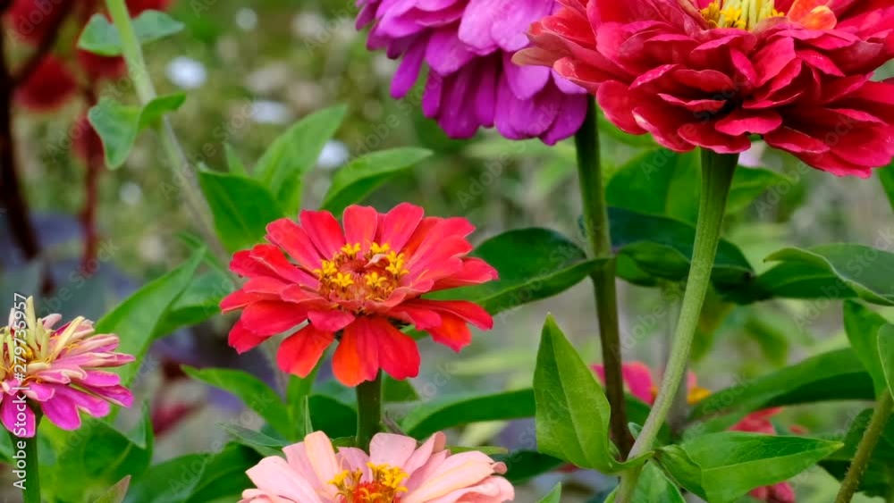 Zinnia flowers (majors) are blooming on a summer garden flowerbed video sketching close-up shot on a bright sunny day captured using zoom and camera movement Zinnia flowers (majors) are blooming on a summer garden flowerbed video sketching close-up shot on a bright sunny day captured using zoom and camera movement