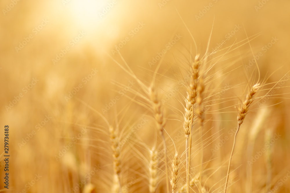 Wheat crop field. Ears of golden wheat close up. Ripening ears of wheat field background. Rich harvest Concept. Wheat crop field. Ears of golden wheat close up. Ripening ears of wheat field background. Rich harvest Concept.