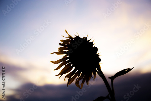 Sunflower in field at sunset.