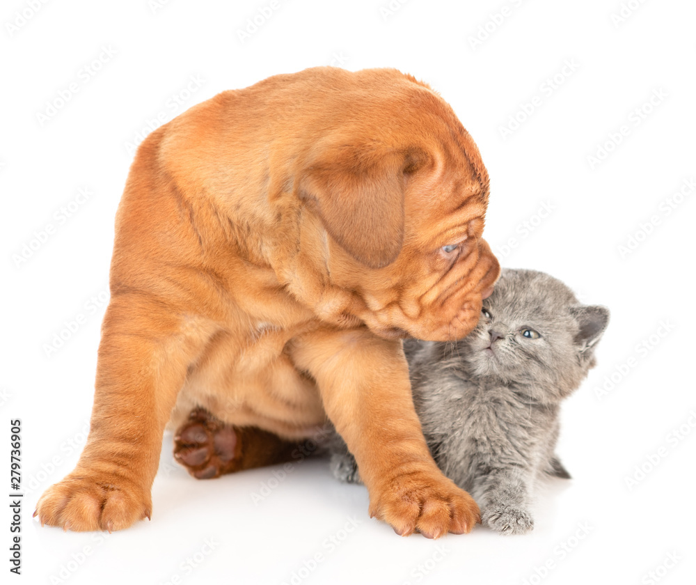 Bordeaux puppy dog sniffing kitten. isolated on white background Bordeaux puppy dog sniffing kitten. isolated on white background