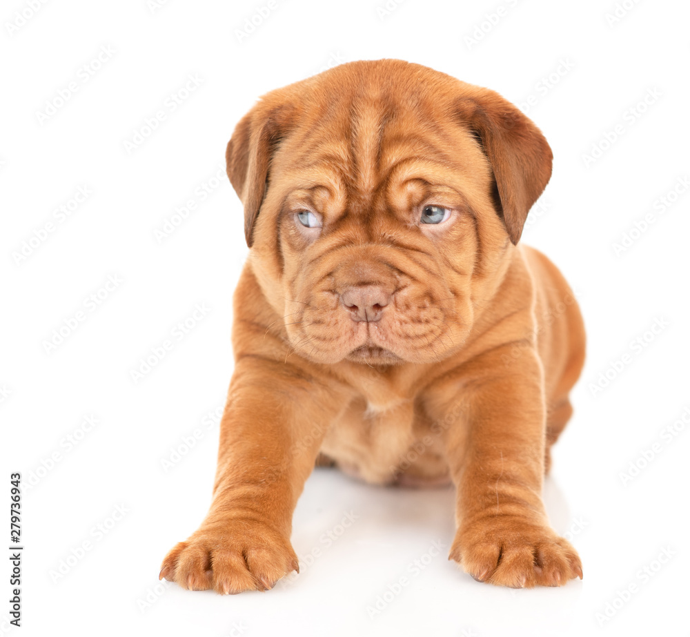 Portrait of a Bordeaux puppy sitting in front view and looking away. isolated on white background