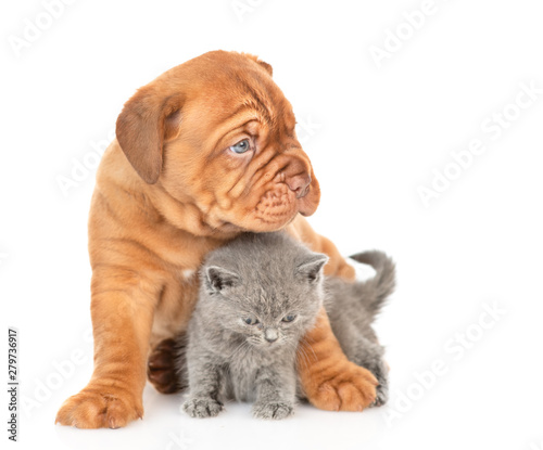 Mastiff puppy hugging gray kitten and looking away. isolated on white background
