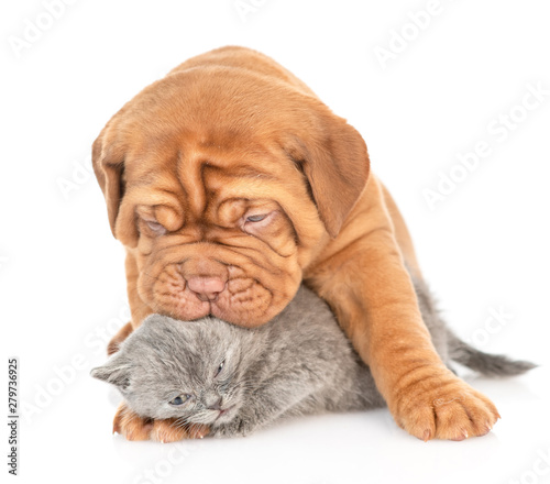 Playful puppy kisses kitten. isolated on white background