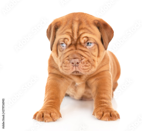 Fototapeta Naklejka Na Ścianę i Meble -  Portrait of a Bordeaux puppy sitting in front view and looking away. isolated on white background
