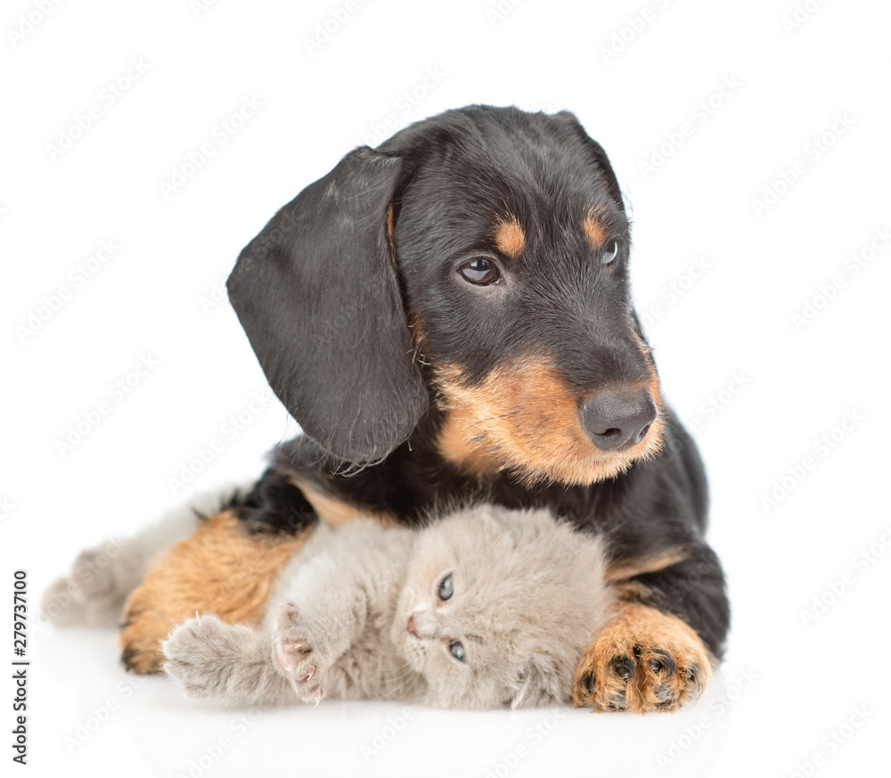 Dachshund puppy embracing baby kitten. isolated on white background