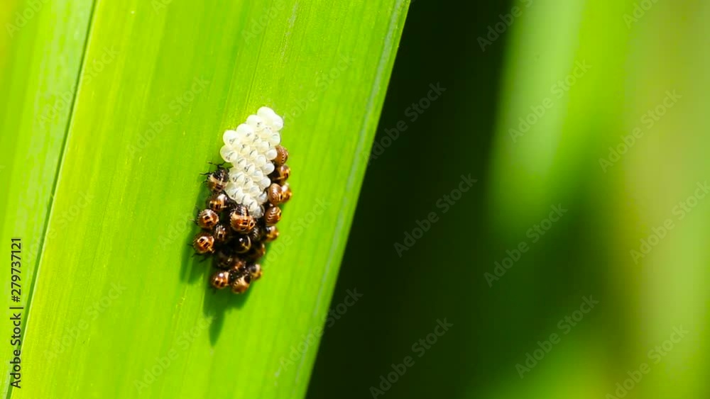 Macro closeup of a insect eggs on a leaf of a water reed