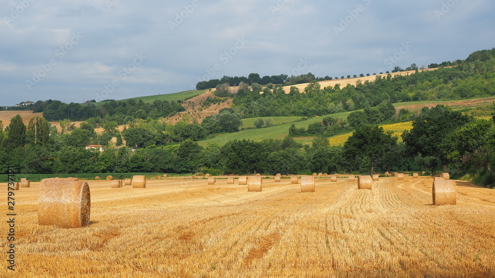 Freshly rolled hay bales in a field in Tuscany Italy. Golden and relaxing contest. Summer season
