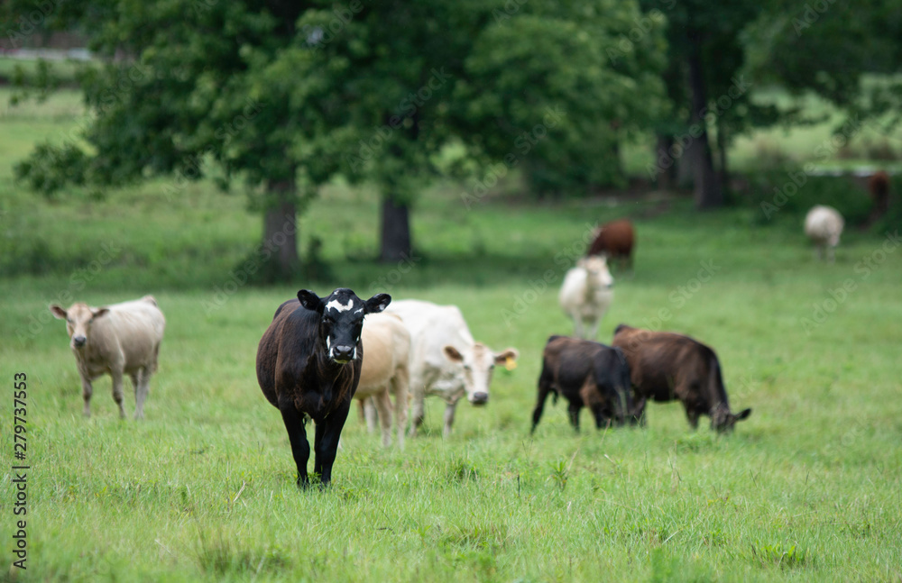 Black and white heifer with other cattle out of focus behind Black and white heifer with other cattle out of focus behind
