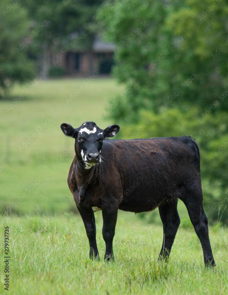 Portrait of a black and white Angus crossbred heifer Portrait of a black and white Angus crossbred heifer